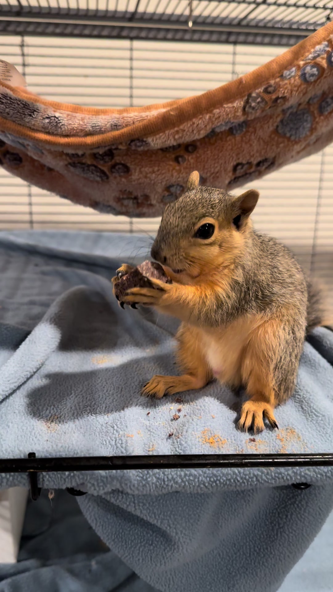 @Squirrel Guy