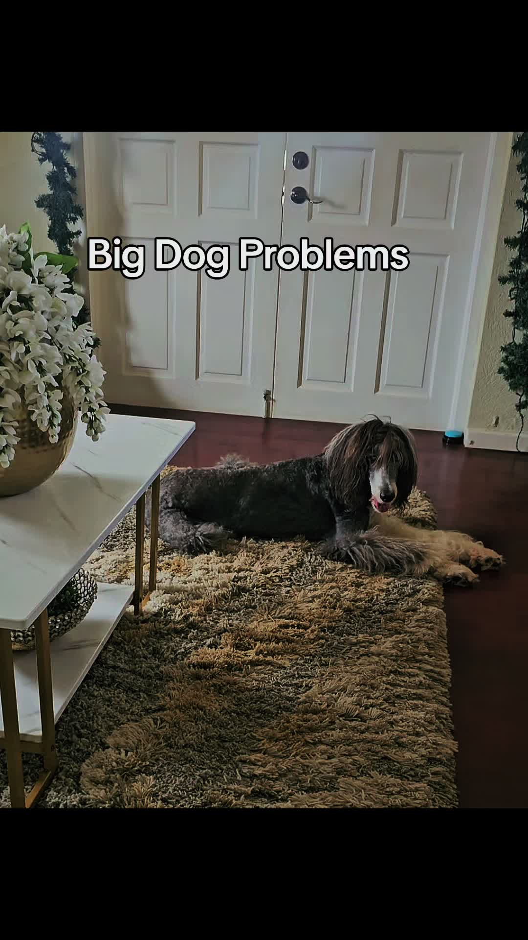 @MixedPetCollective