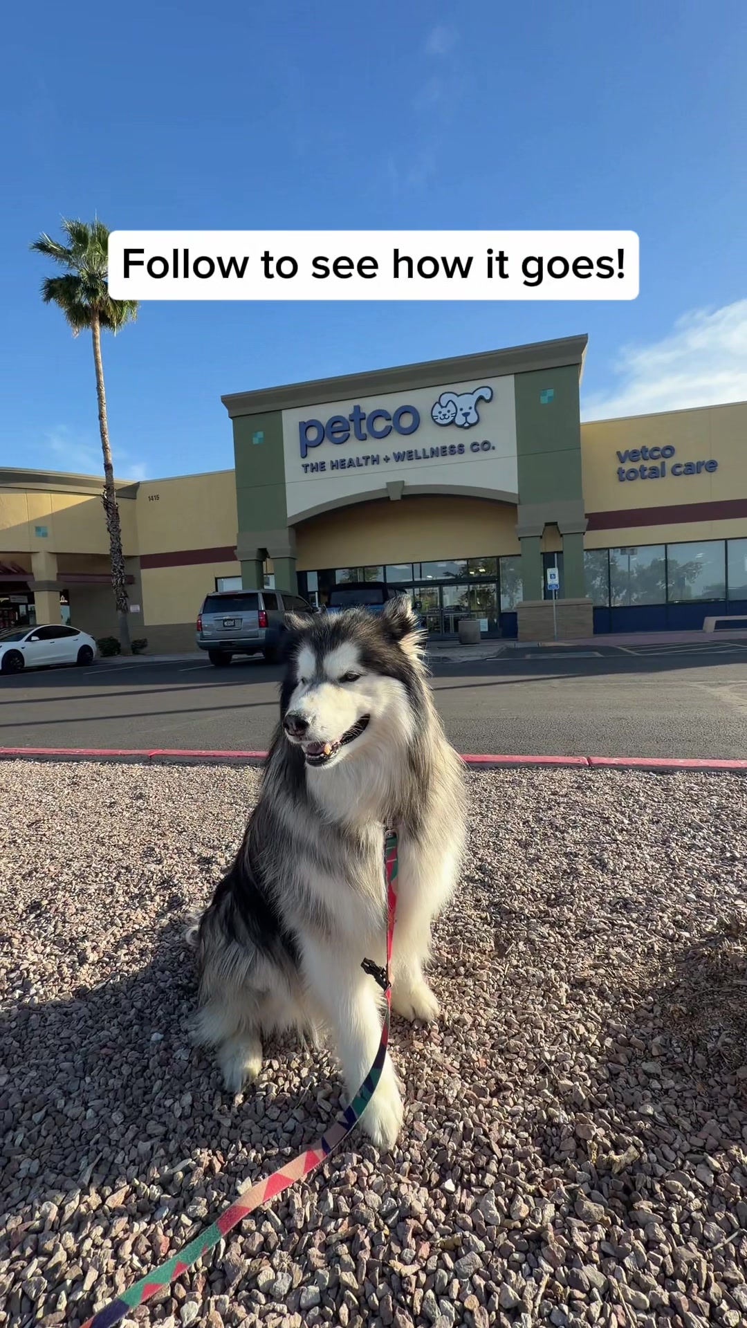 @Bandit The Husky