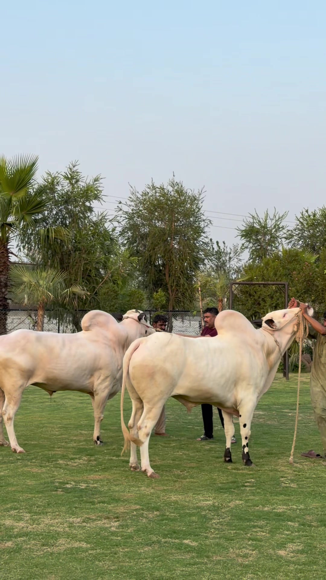 @Gulf Cattle Farm Official