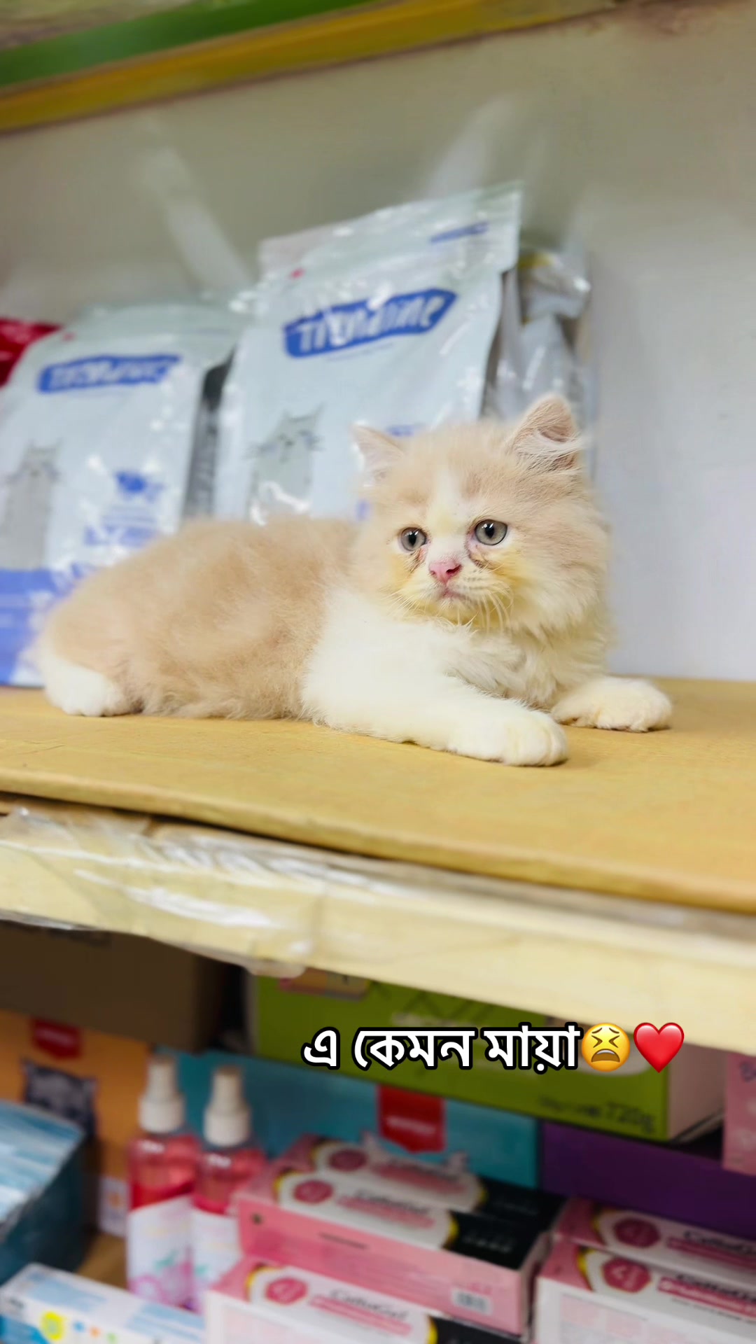 @Persian Cat Society❤️&zwj;🩹