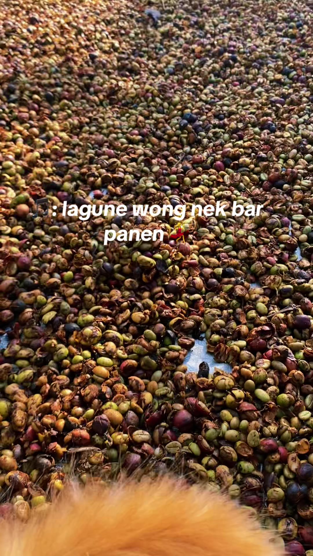 @syafatenda4