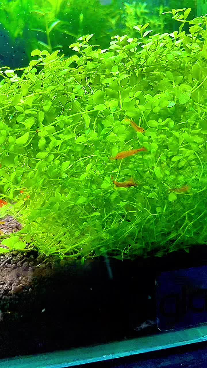 @fishygator