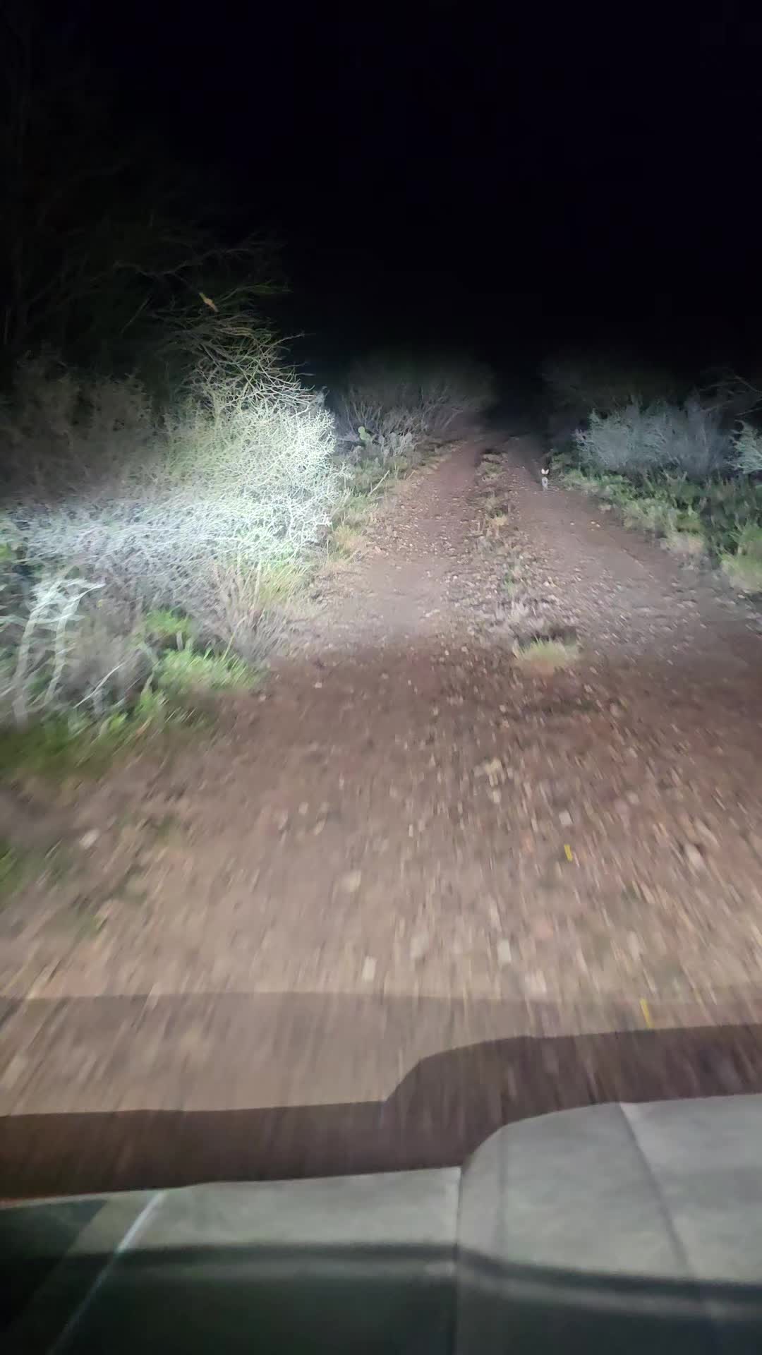 @409texasbred