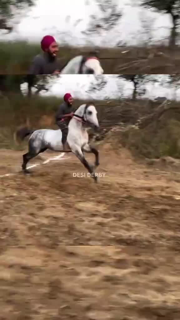 @🏇 MARWARI HORSE RACING 🏇