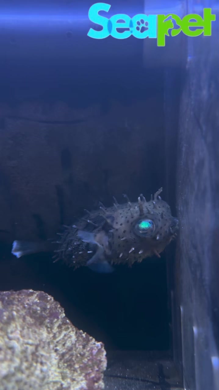 @Seapet