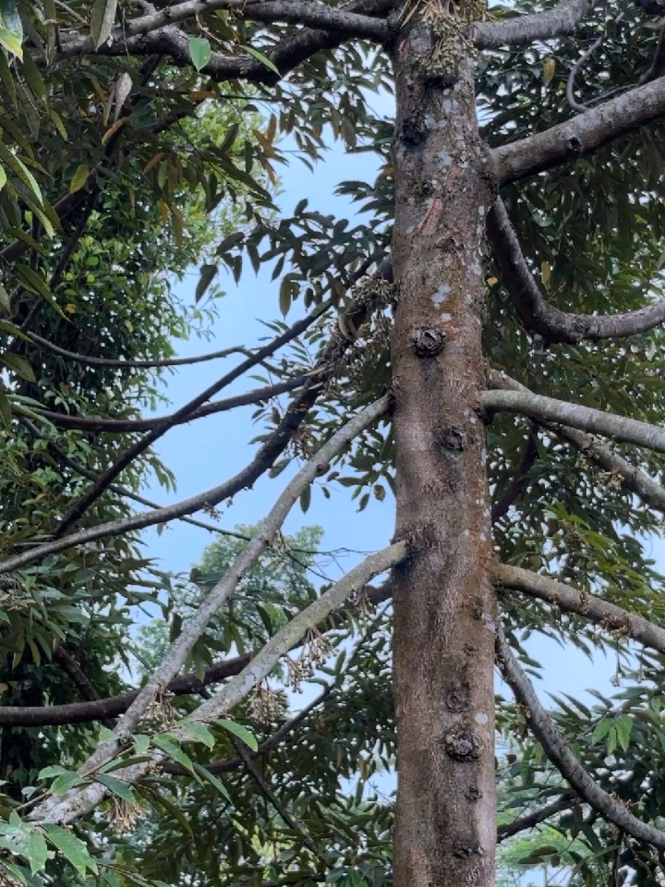 @𝑮𝑶𝑵 𝑫𝑼𝑹𝑰𝑨𝑵 𝑭𝑨𝑹𝑴