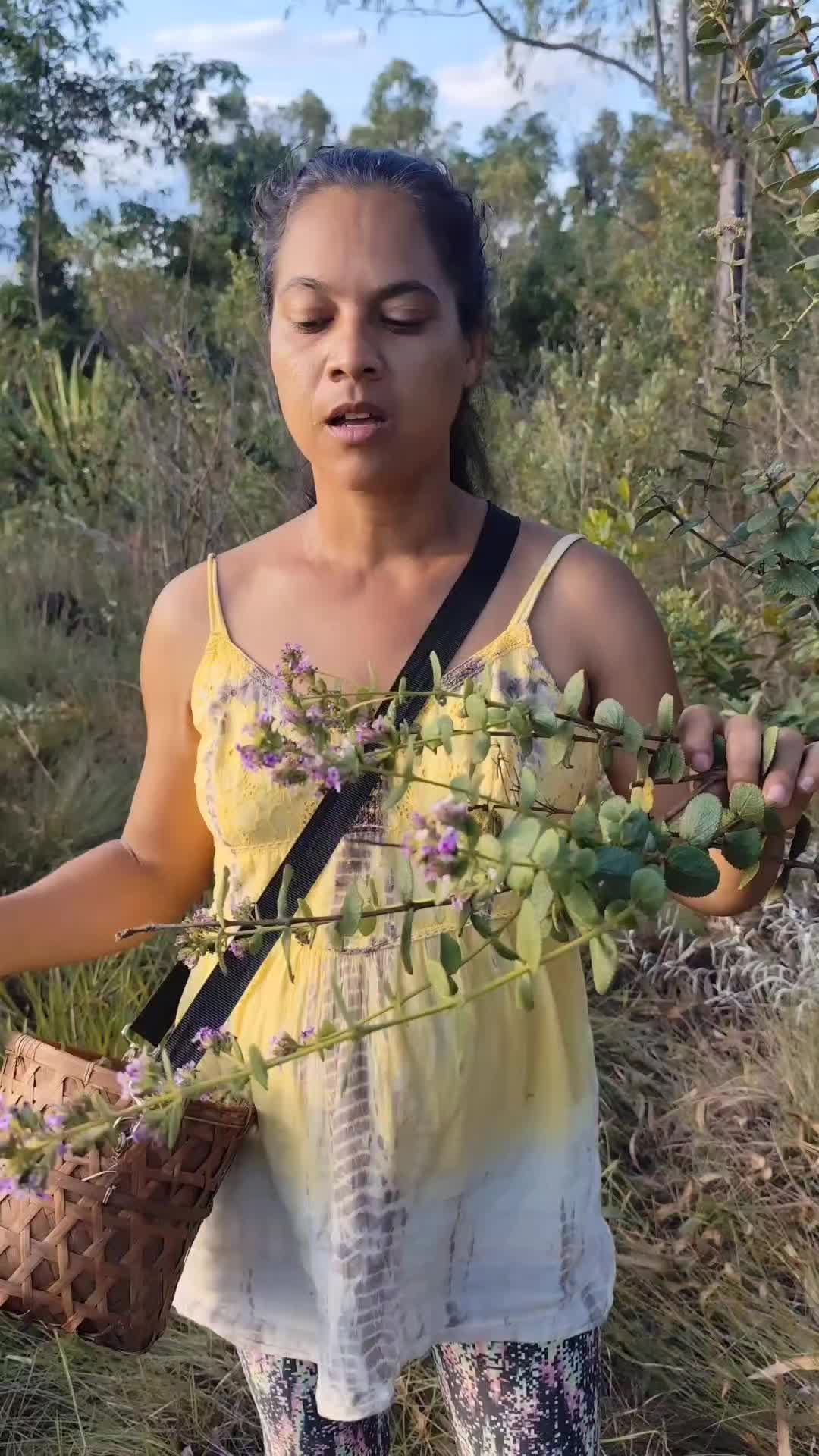 @Plantas
