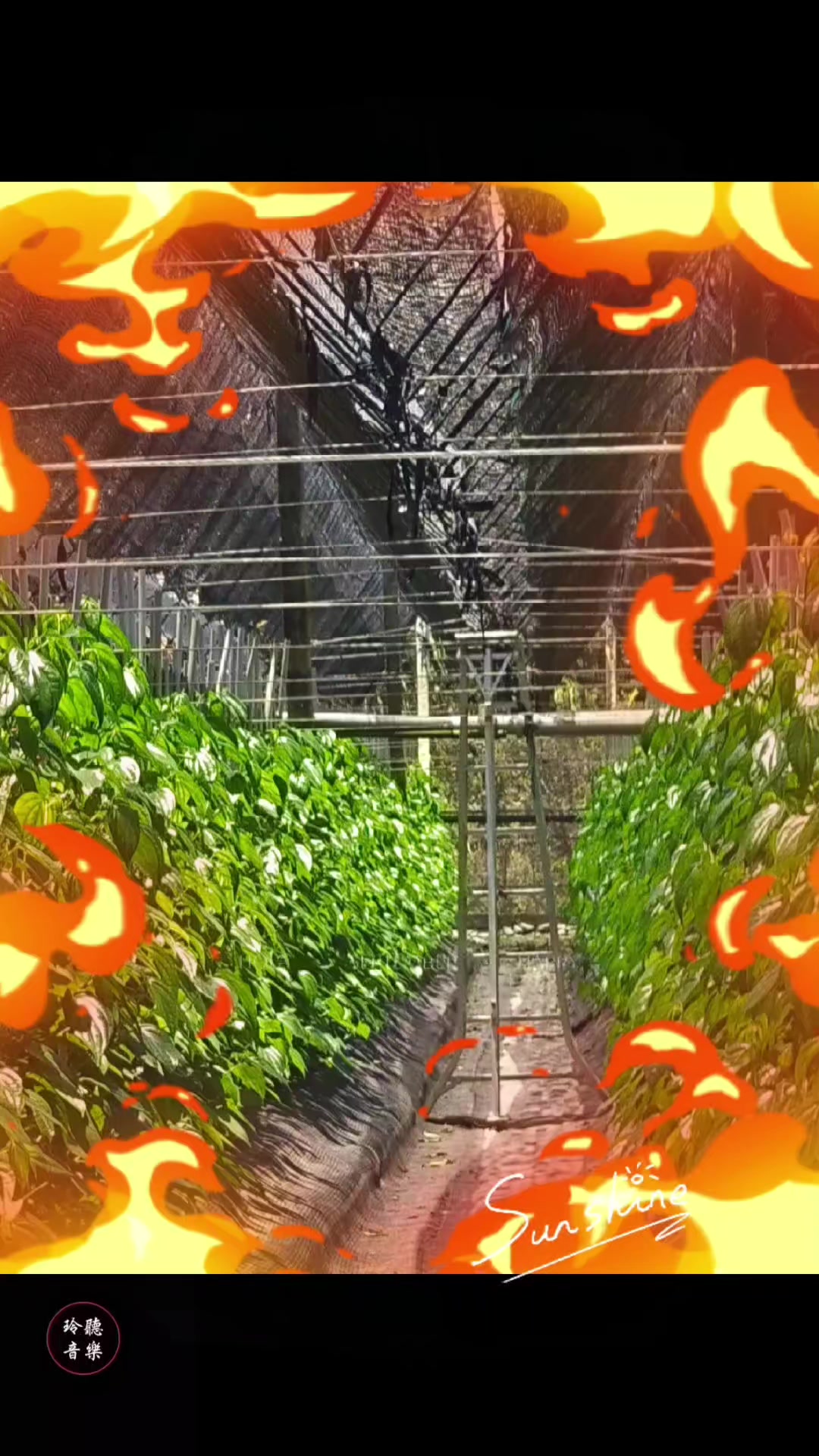 @曾國華(牛奶)