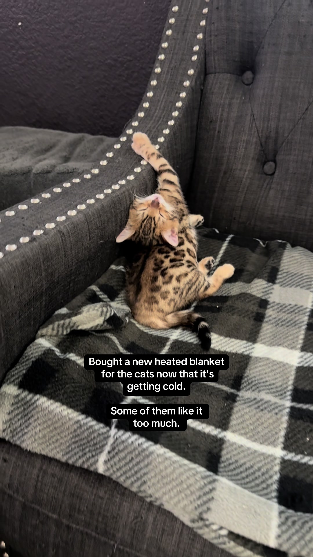 @The Kitten Spot