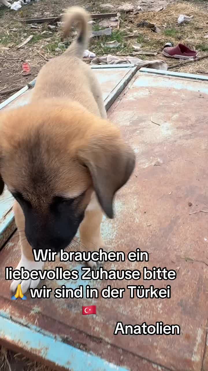 @vesna