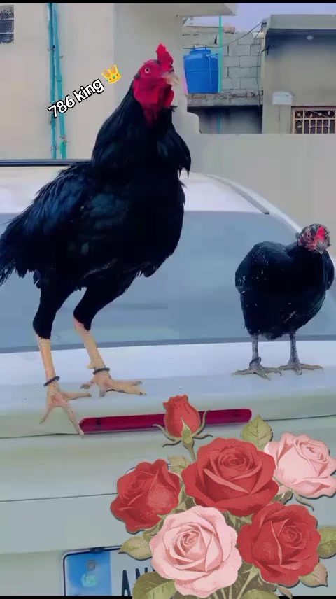@چوہدری نثار مندیال