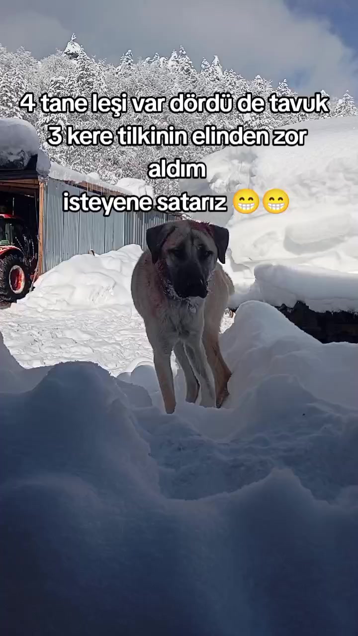 @Bulut Karay