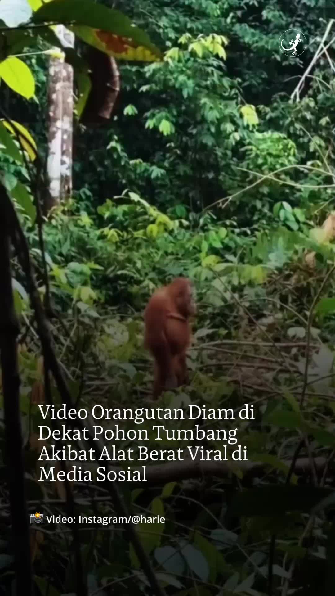 @mongabayindonesia