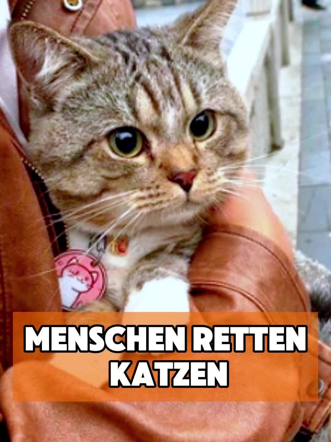 @toto_tier