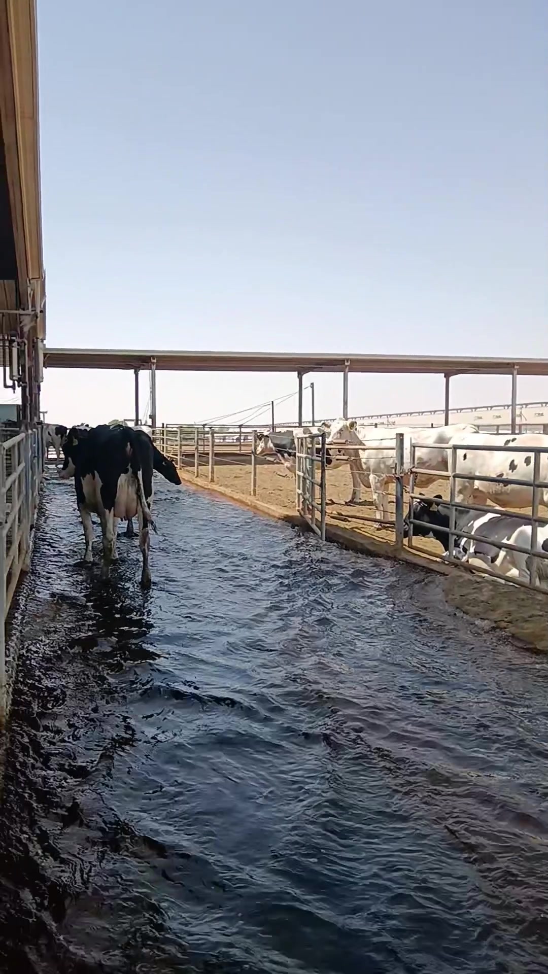 @Cows Farm