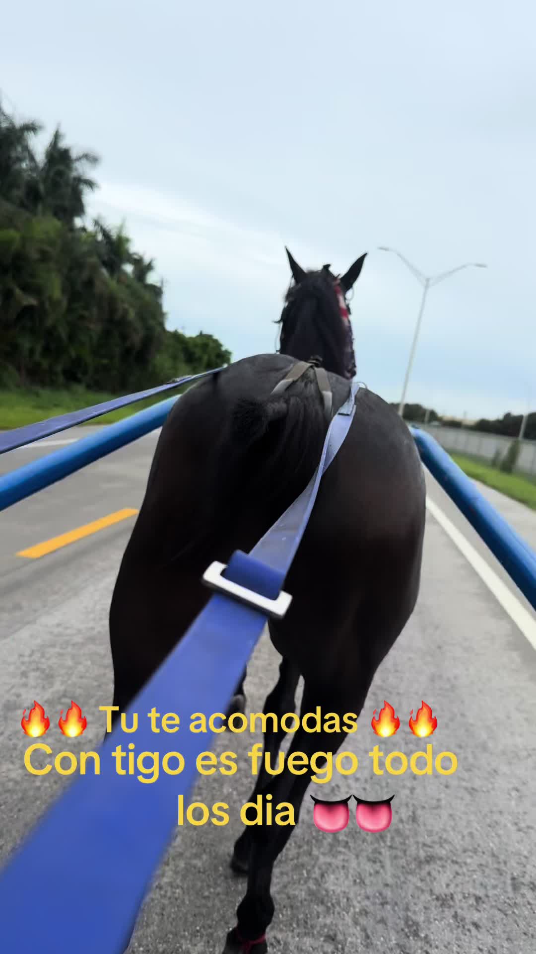 @🔥🔥❤️EL FEO ❤️🔥🔥