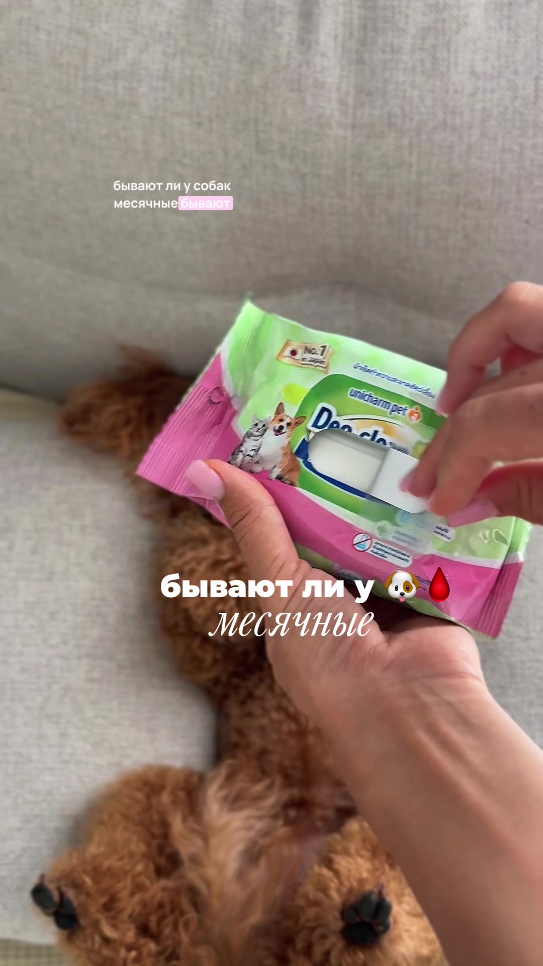 @beatrice_poodle
