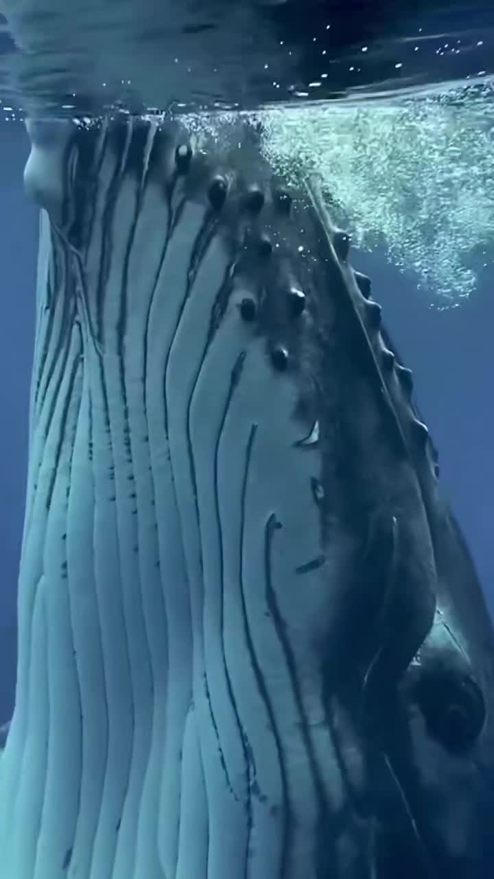 @Whale - life in ocean