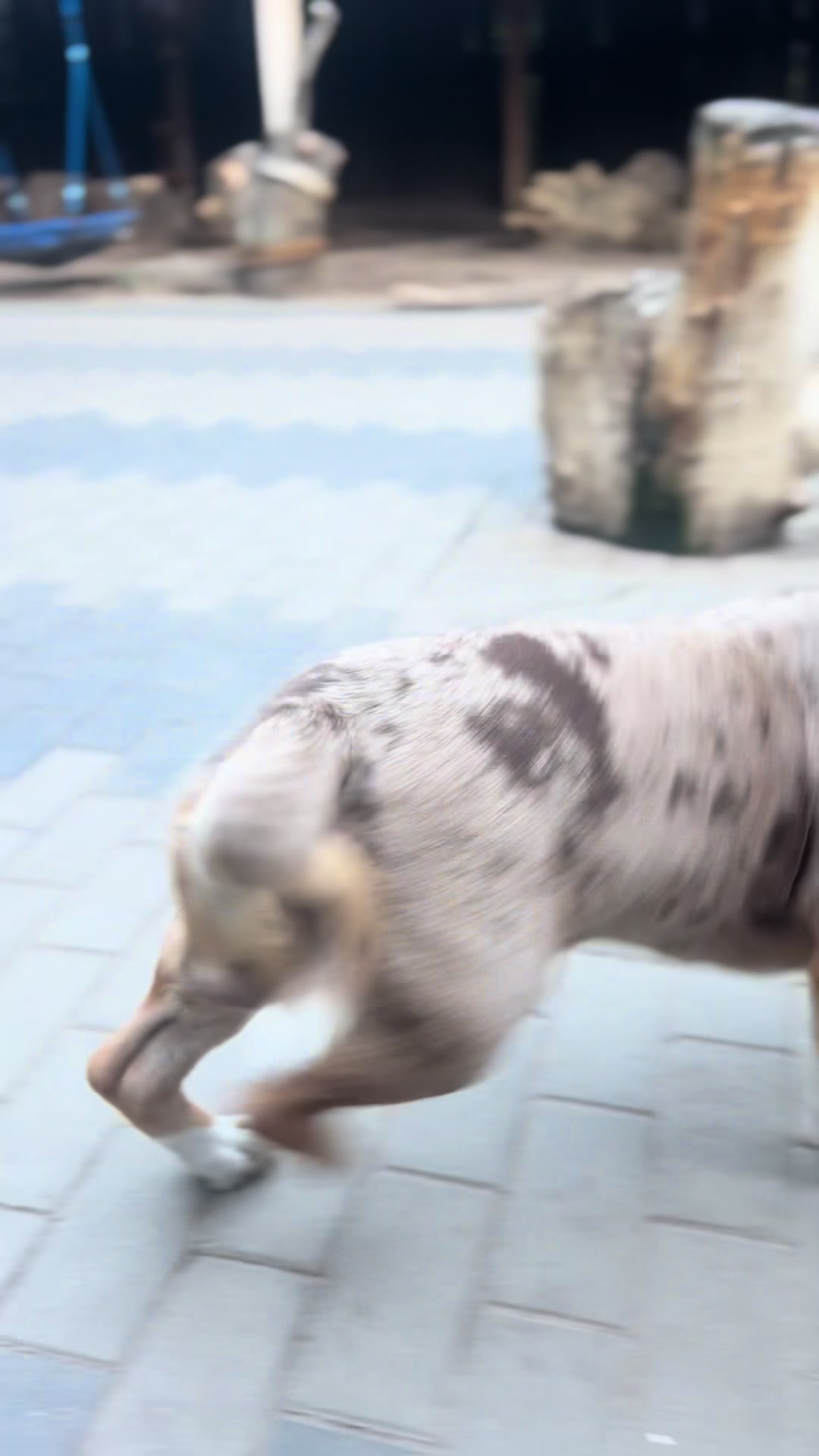 @Hunde- und Katzenpension