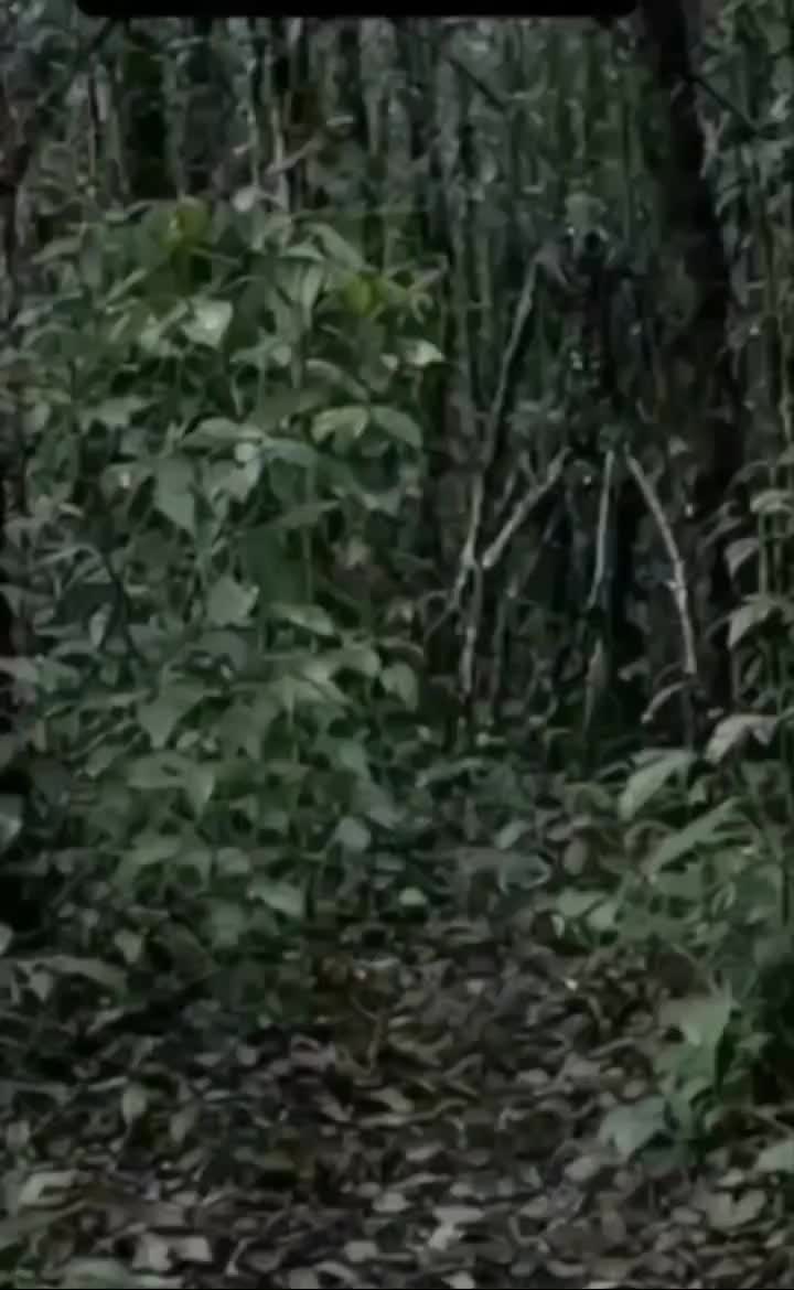 @lMago