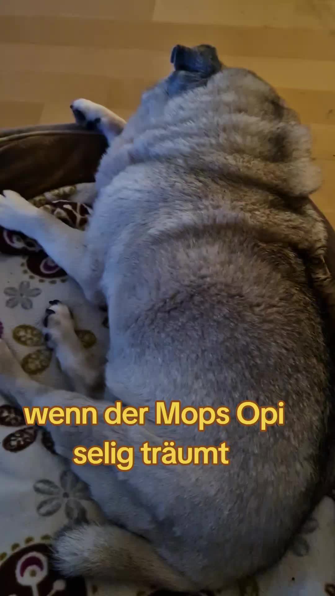 @Britti_Syke_Mops