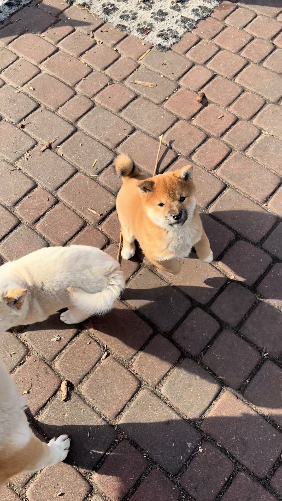 @Shiba GoNanKaiho hodowla FCI