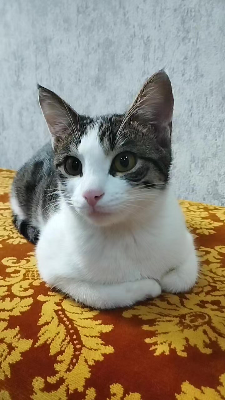 @miniş
