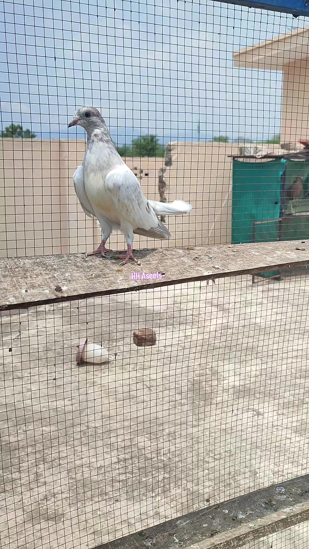 @HH &Aring;sėəłs1