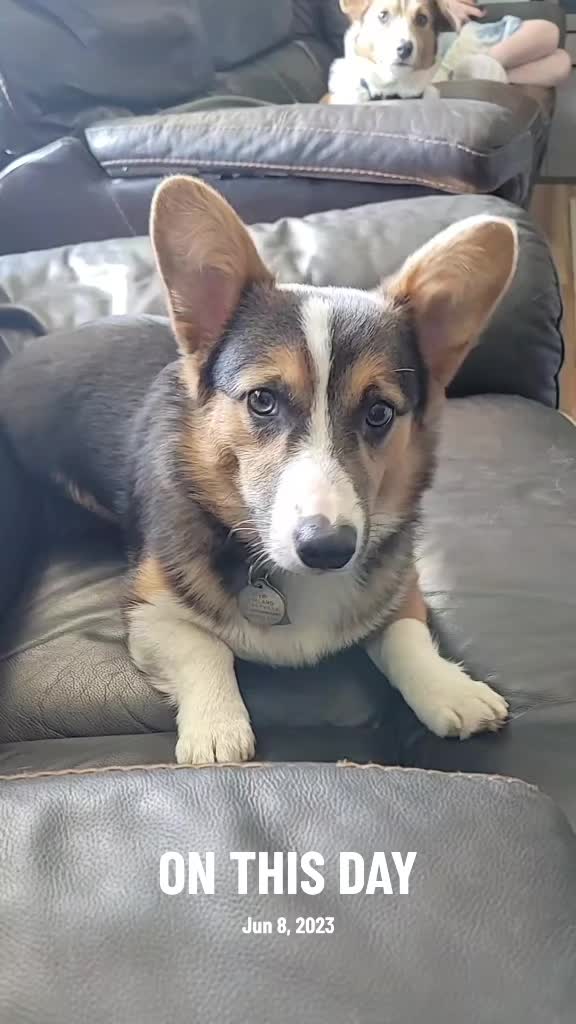 @J&R Shepherds & Corgis