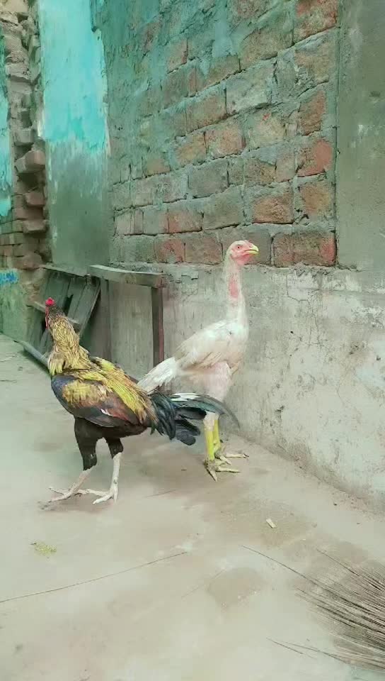 @shan Shah 222
