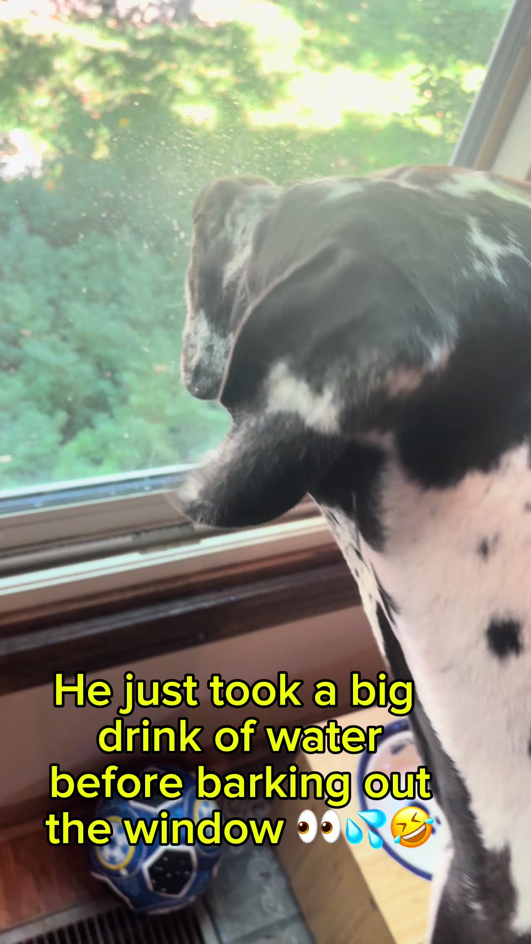 @Zeus