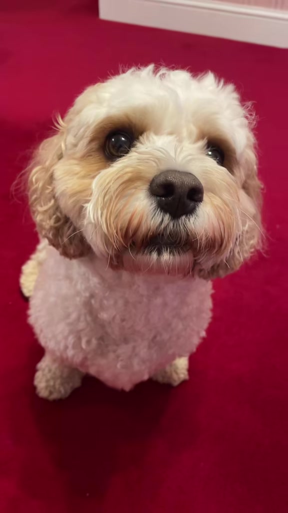 @My Cavachon
