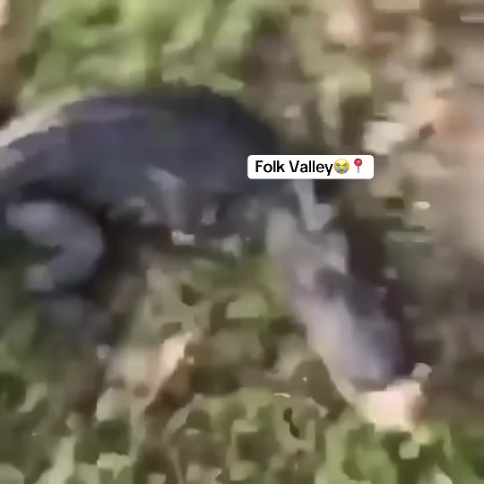 @Folk Valley