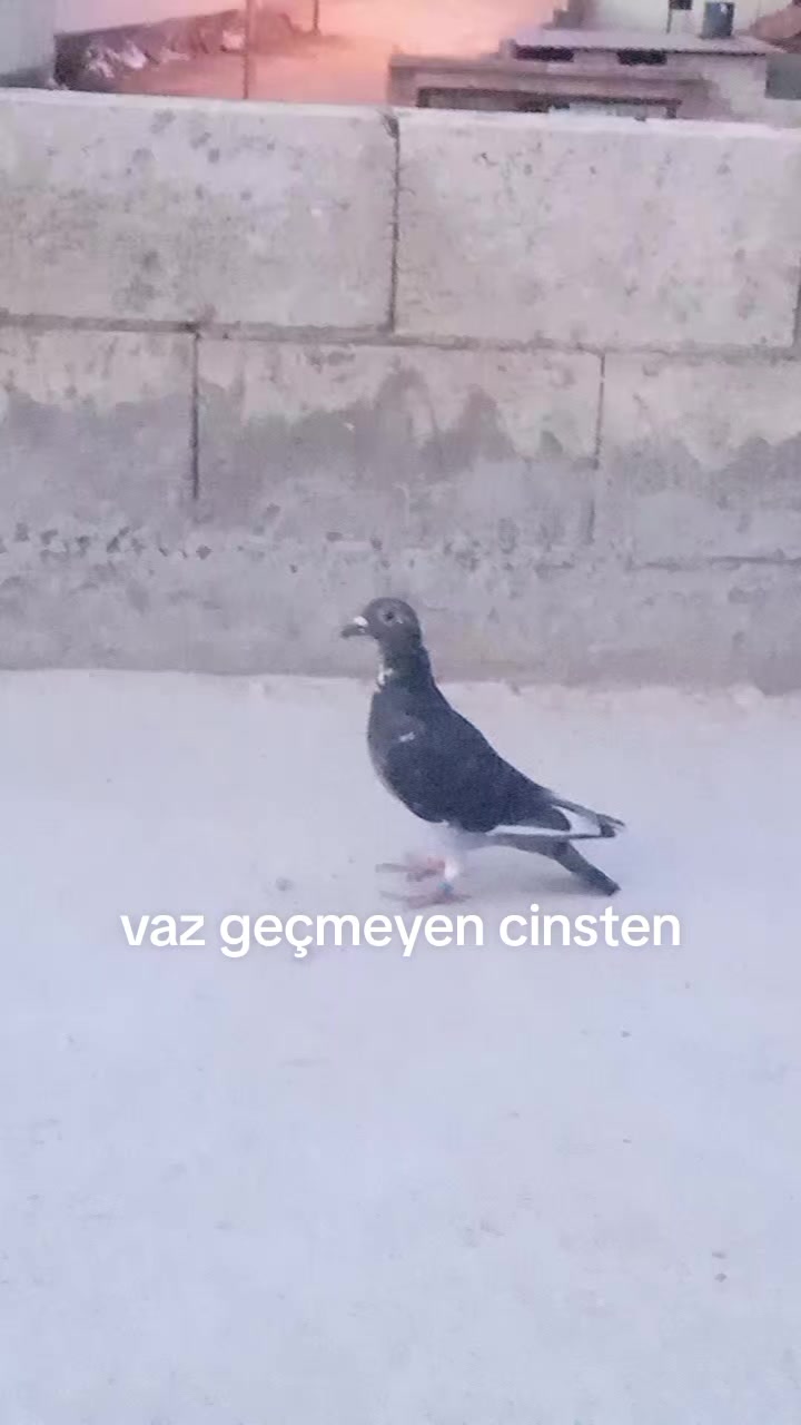 @Memocan