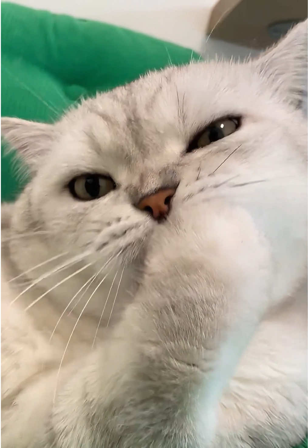 @Cute_kitten