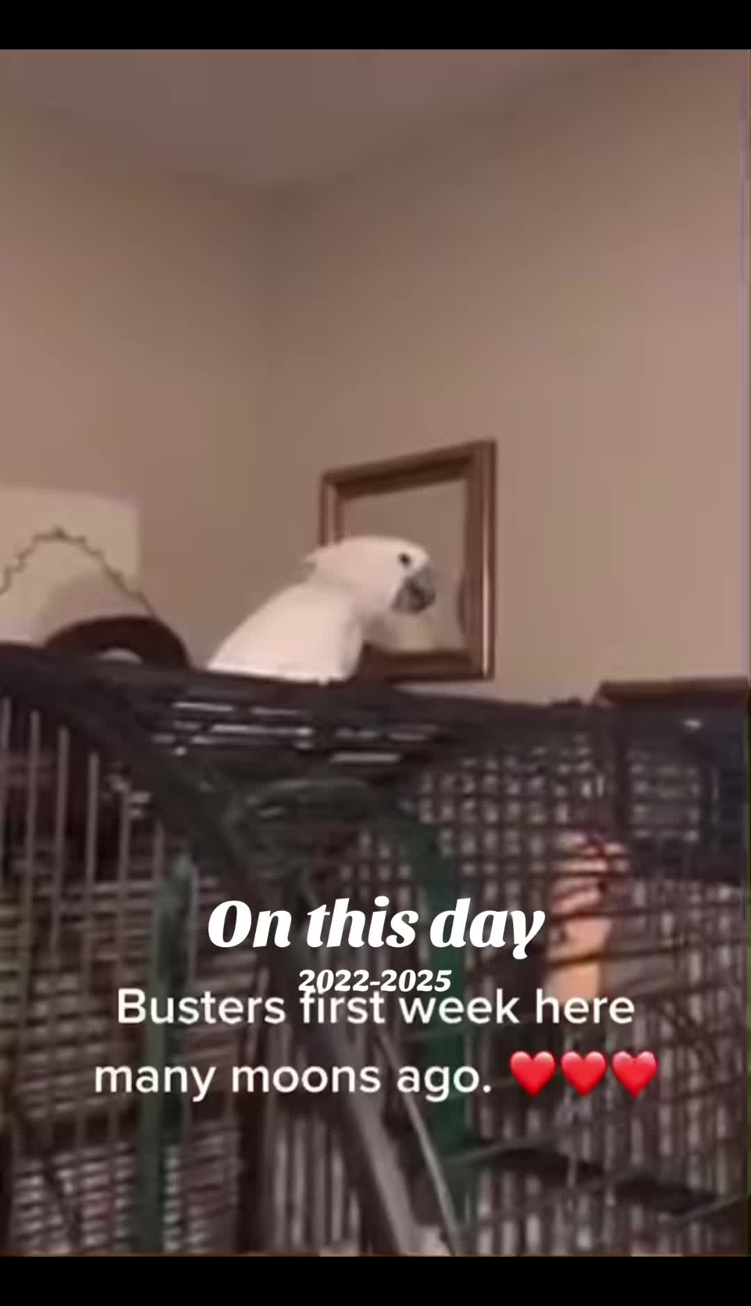 @Buster the cockatoo