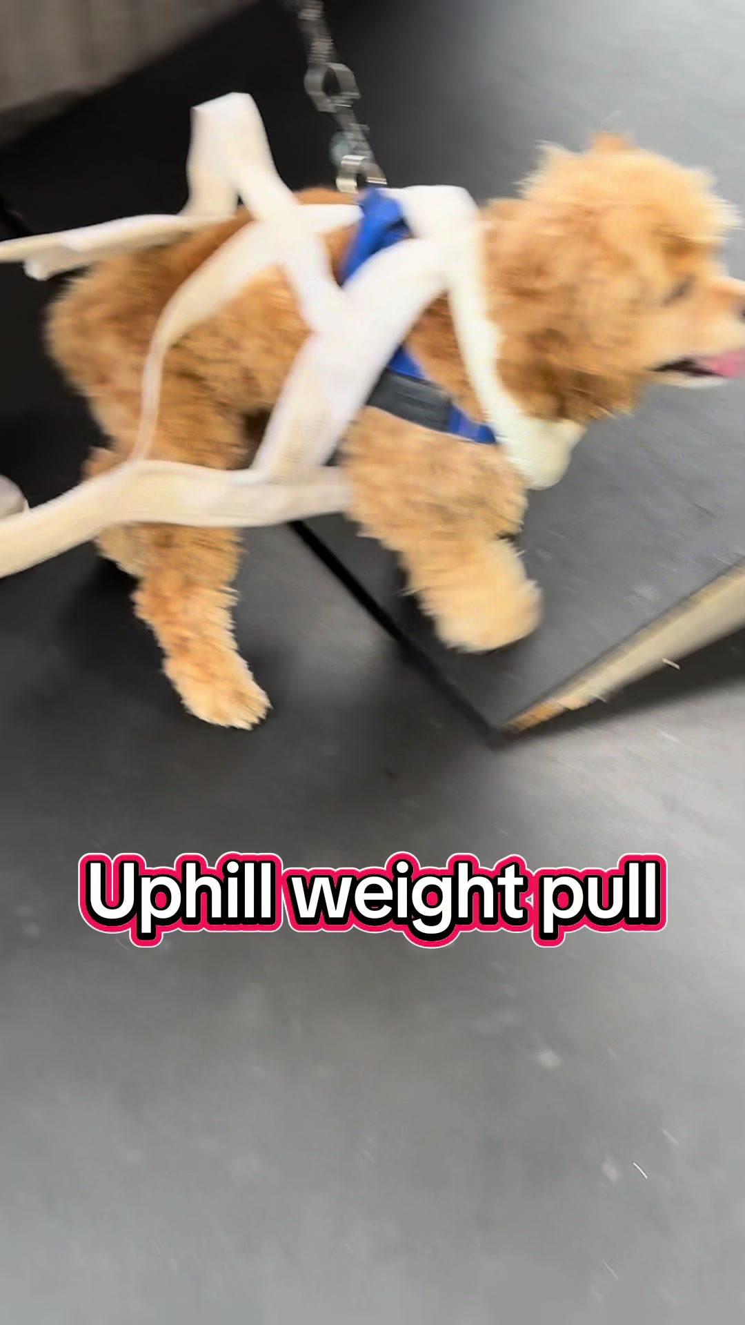 @ArfitDogRehabFitness