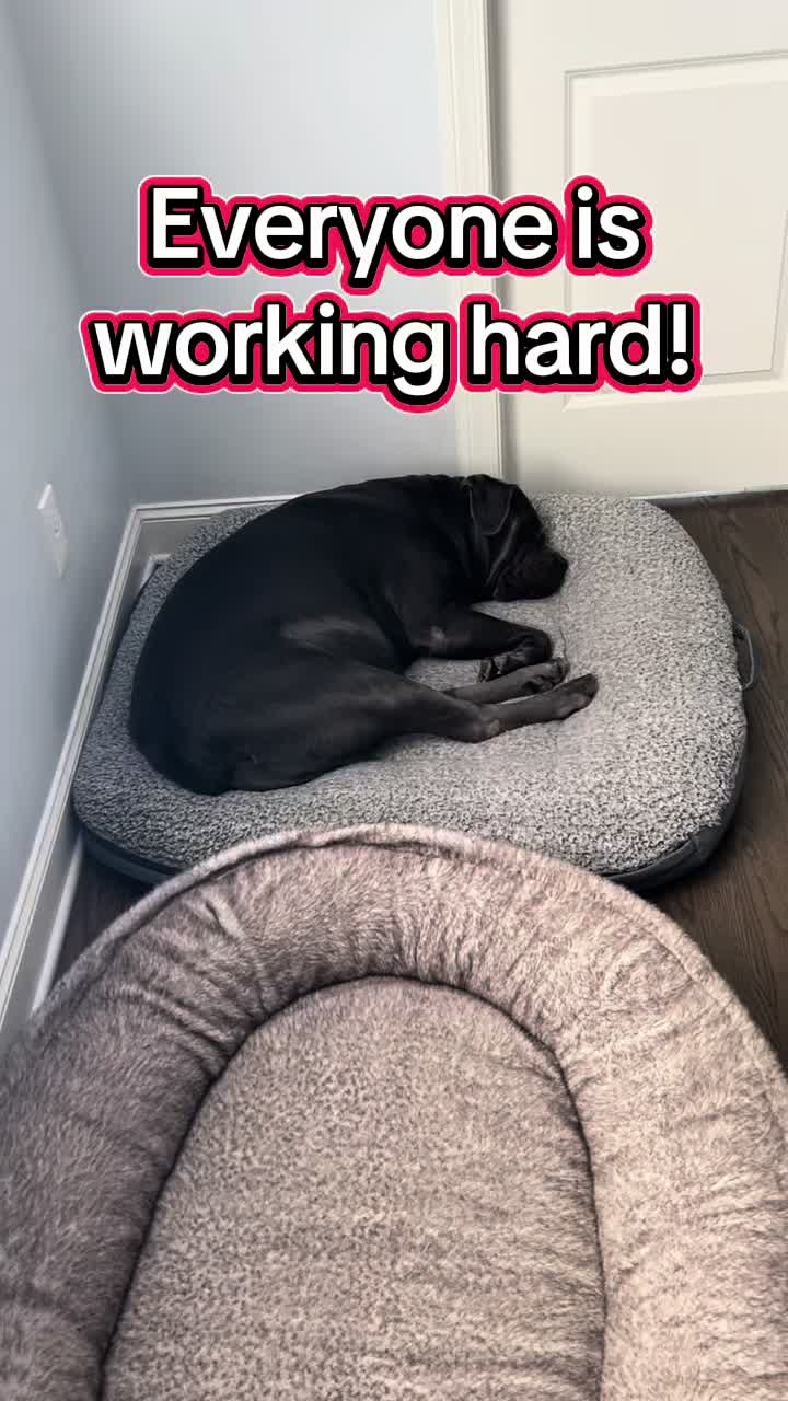 @Son of Atkin&rsquo;s Cane Corso