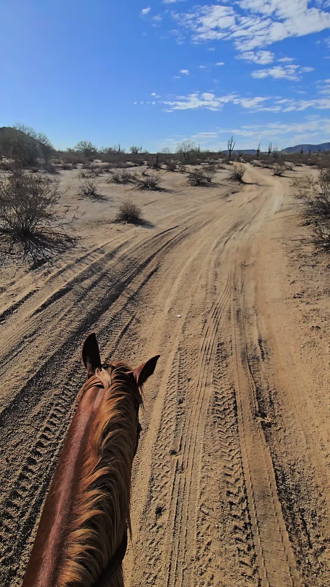 @🐎🐴picture perfect🐴🐎