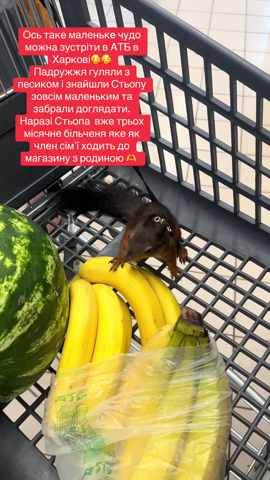 @Anastasiia