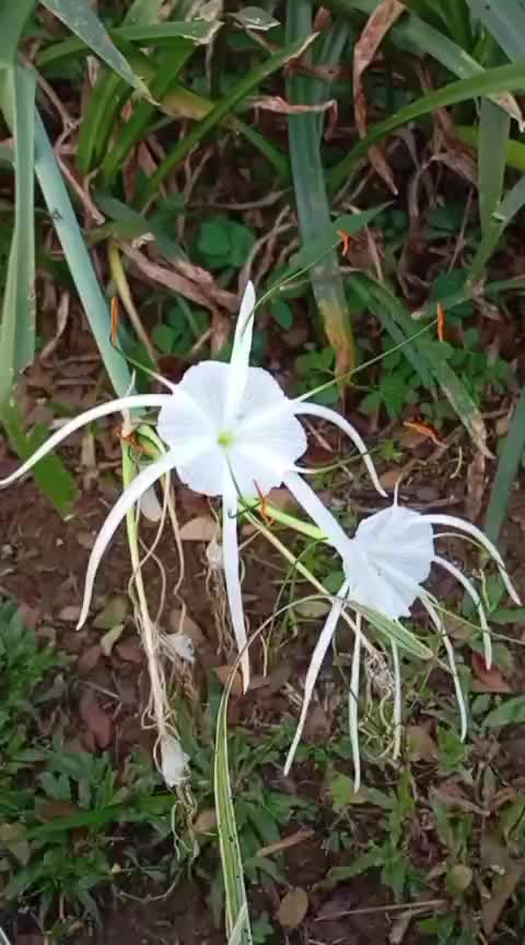 @Ichsan Solihudin