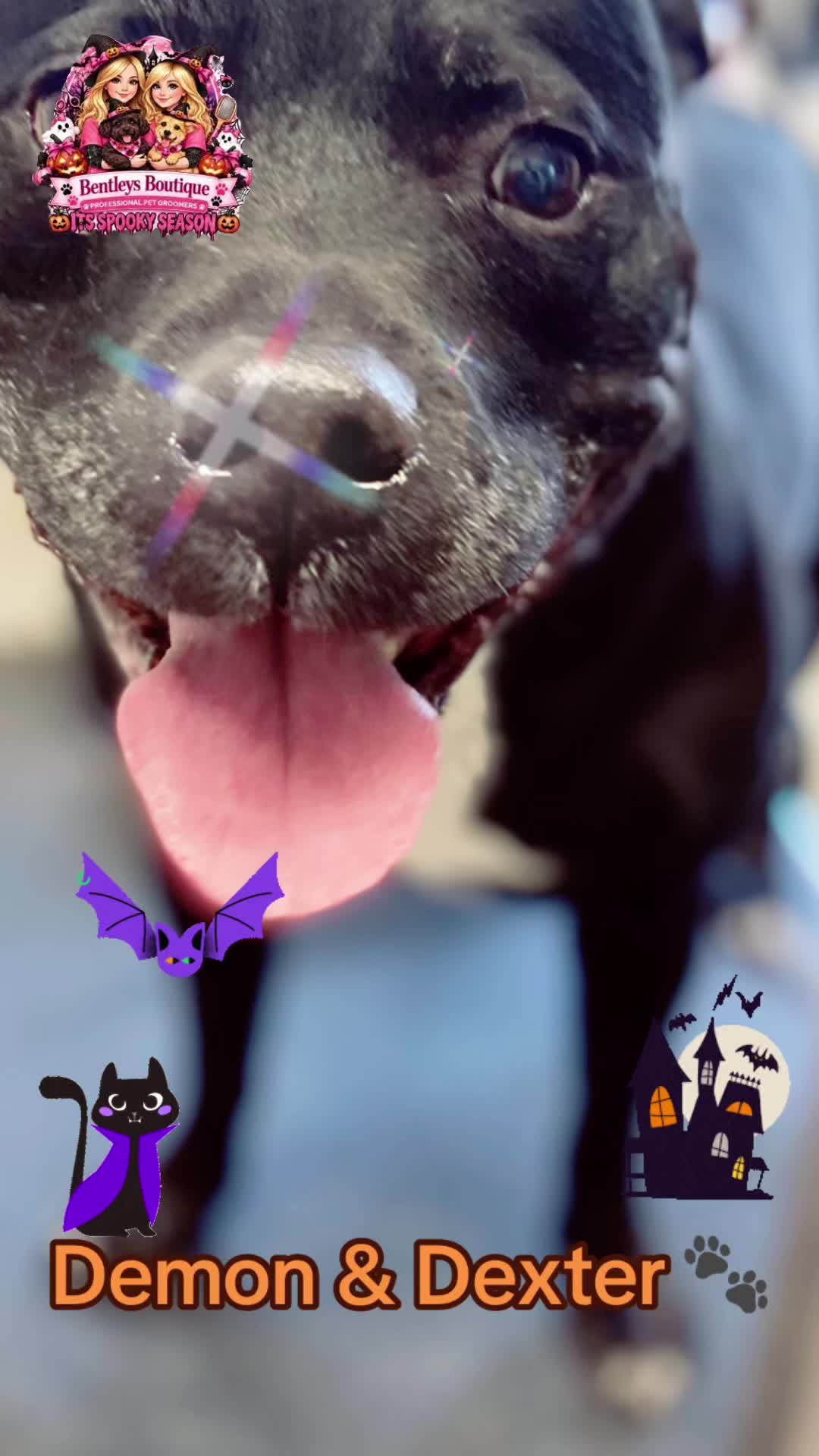 @Bentleys Boutique Pet Groomers