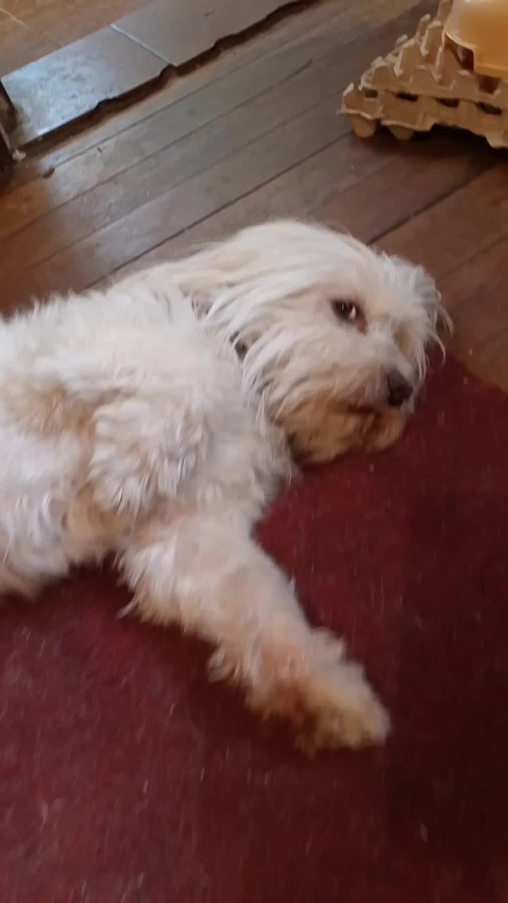 @Sr. Tom&aacute;s 💙🐶💚