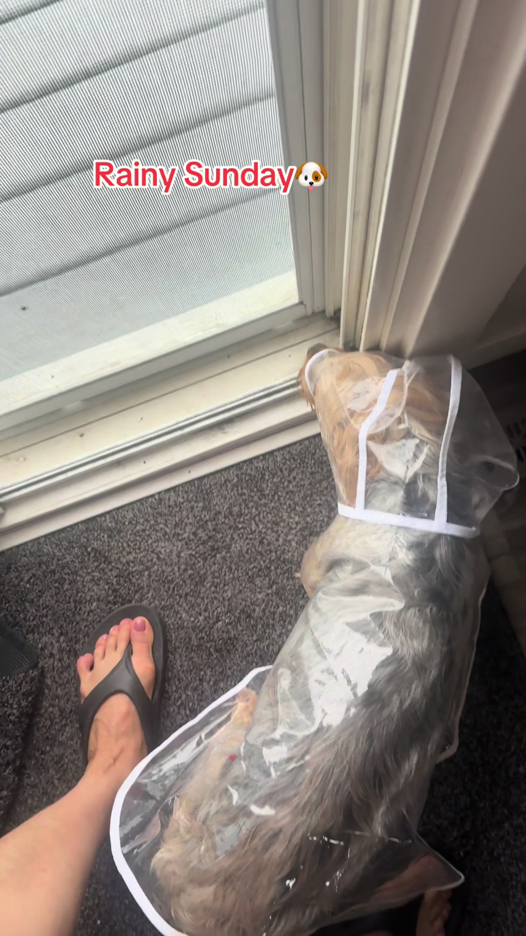 @masonyorkieandmom18