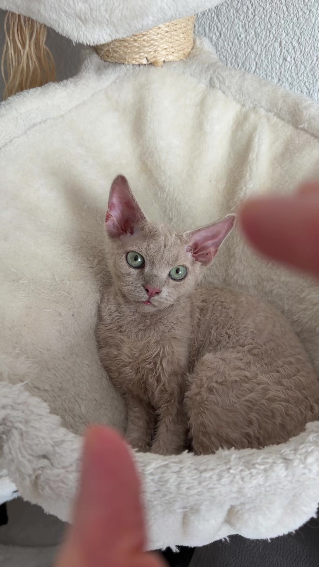 @TugbasCats