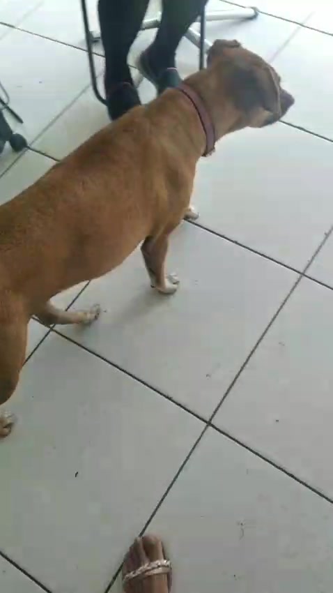 @Ed&ensp;pet