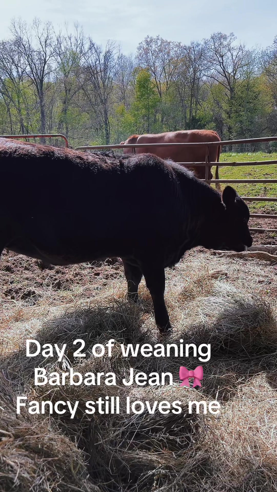 @EasilyDistractedby2Cows