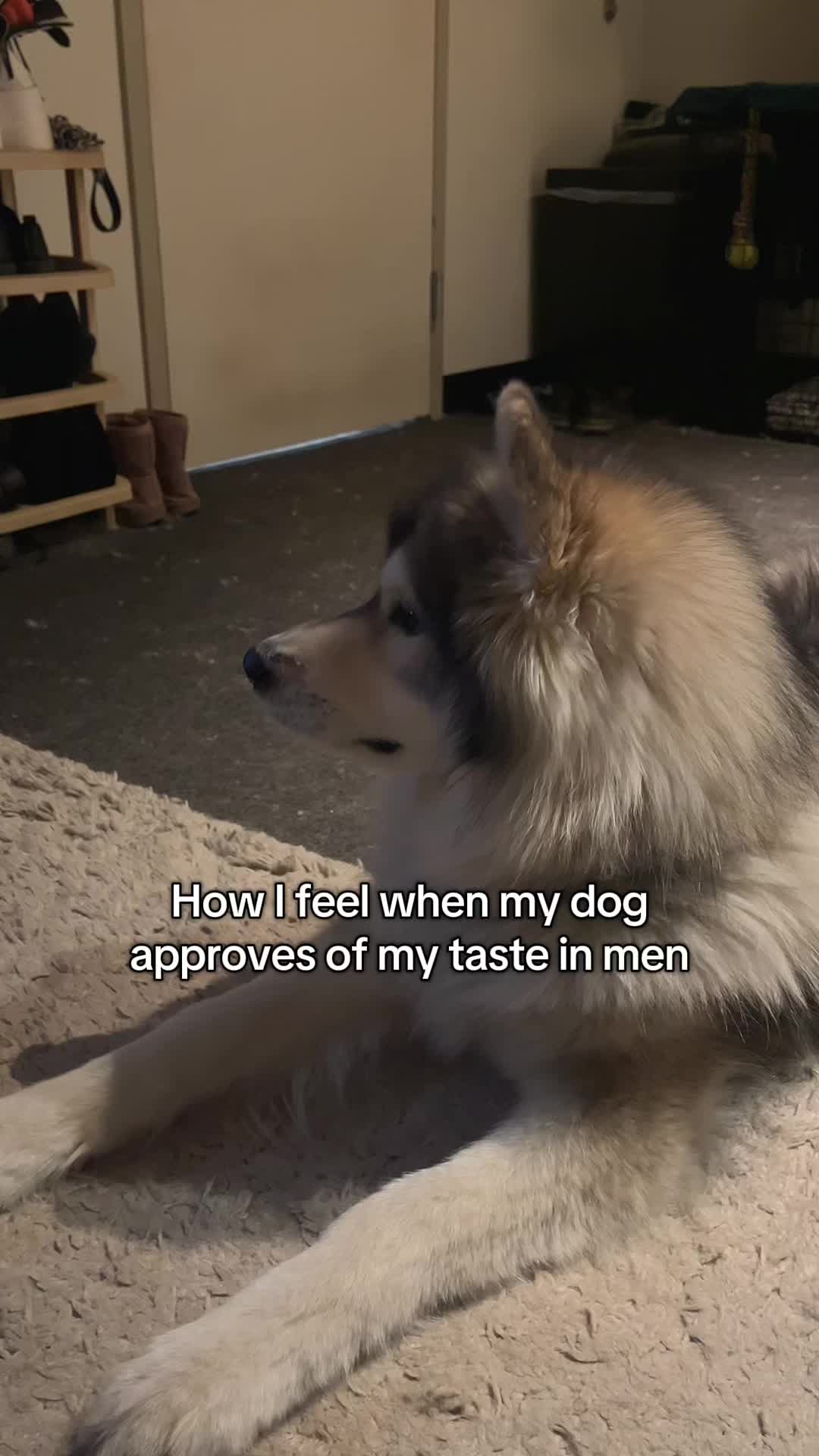 @Echo The Husky