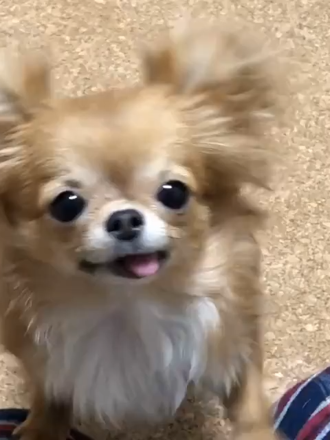 @ichig.8